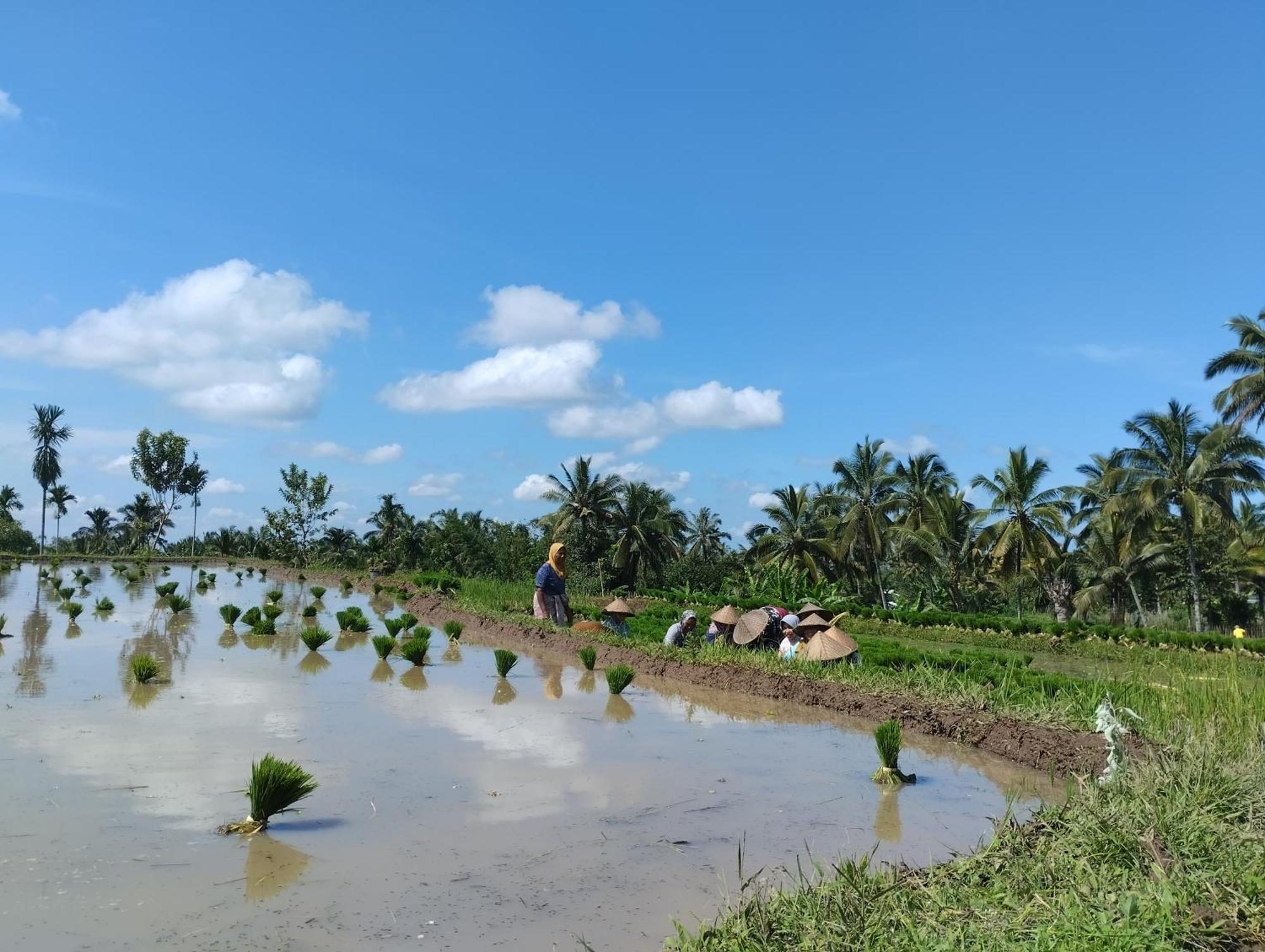 Rice Field Inn - Lombok Tetebatu Eksteriør bilde
