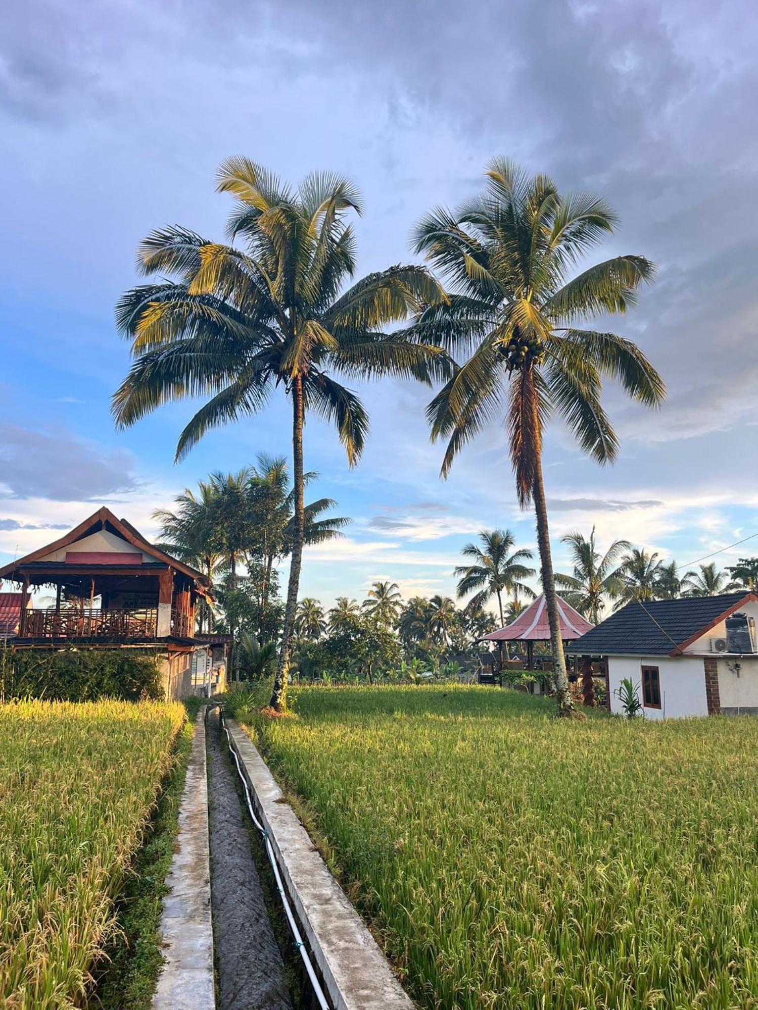 Rice Field Inn - Lombok Tetebatu Eksteriør bilde
